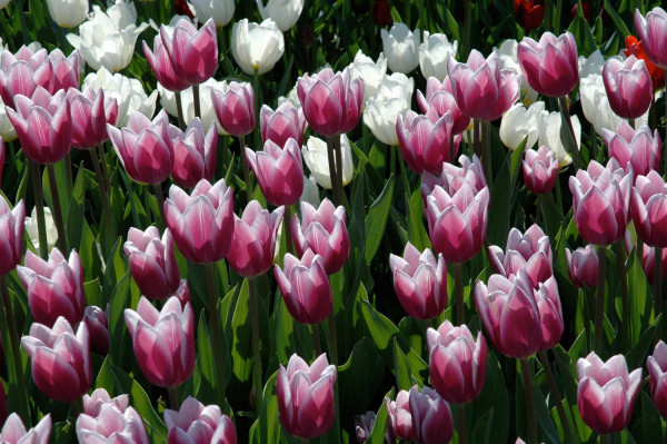 Tulipes 2