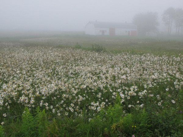 Fleurs de brume