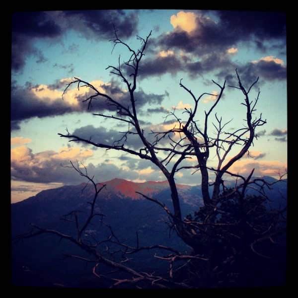 Arbre et ciel 1