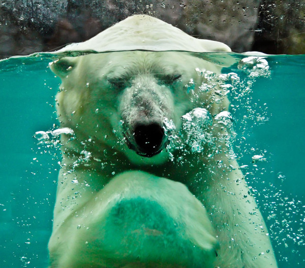 Au zoo de Saint-Félicien