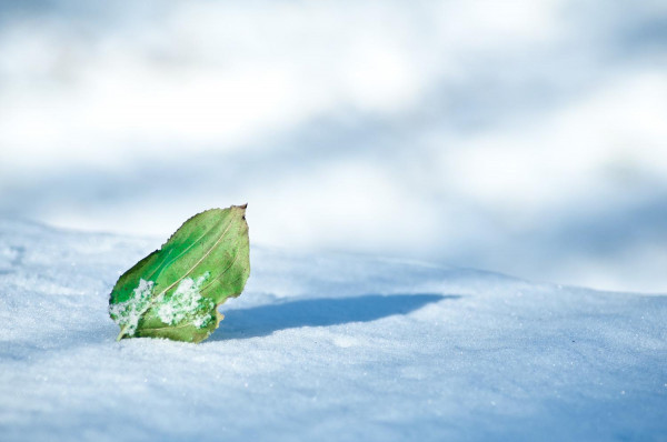 Snow Leaf