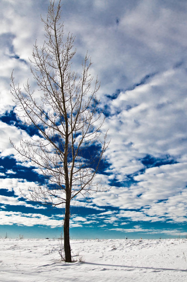 Arbre et ciel