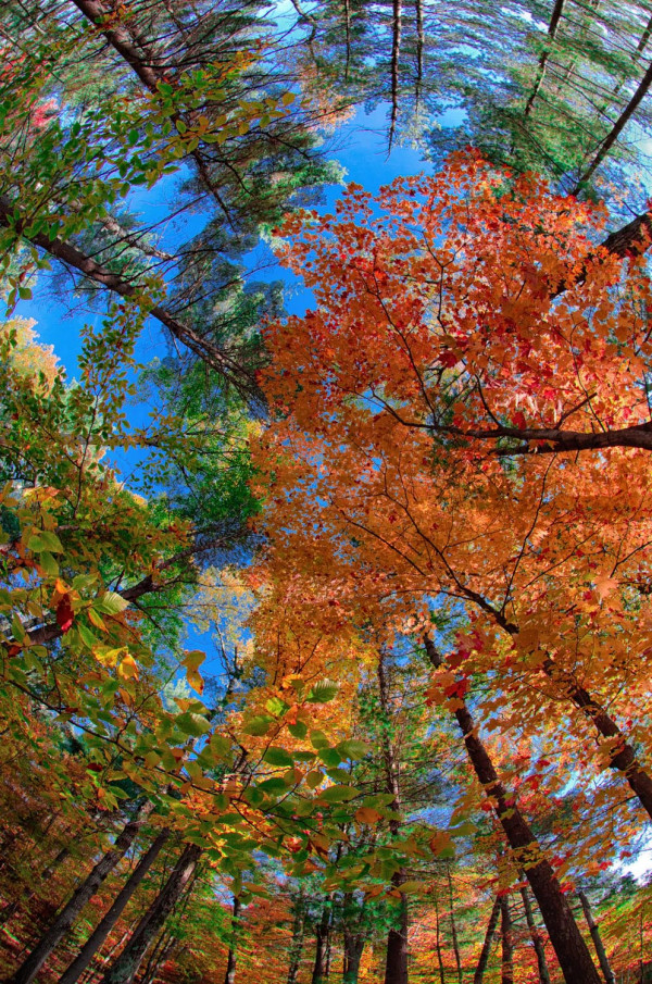 la tête dans les arbres