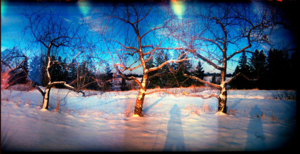 Les pommiers d'hiver