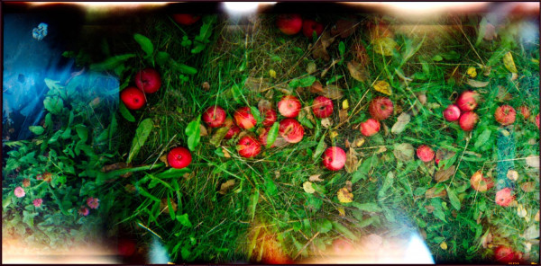 Les pommes sur l'herbe no. 2