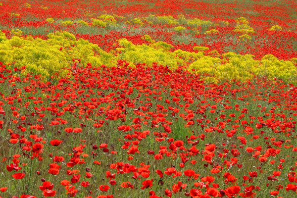 Poppies