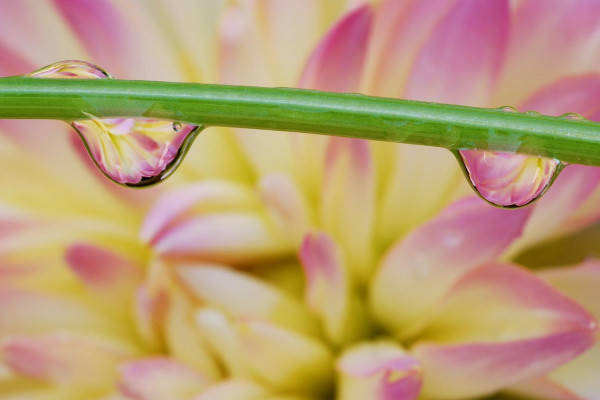 Three drops