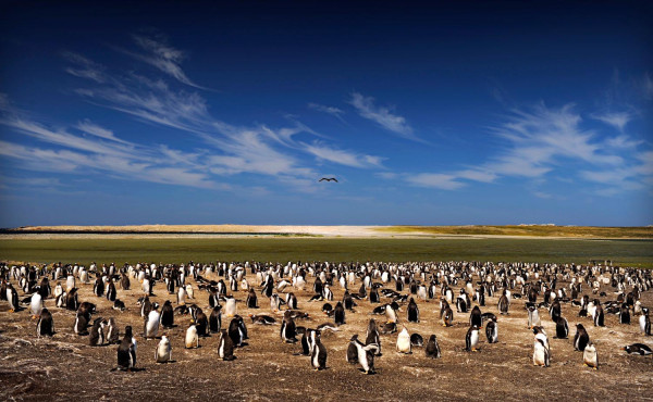 Ciel bleu sur les pingouins