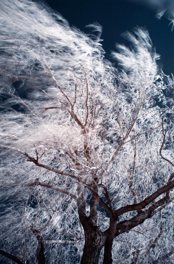 L'arbre et le vent