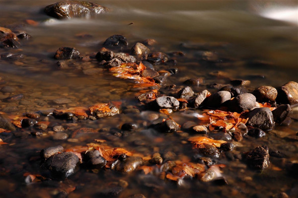 Nature morte dans la rivière