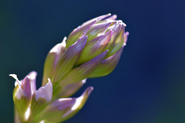 Inflorescence