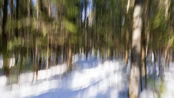 Neige en forêt