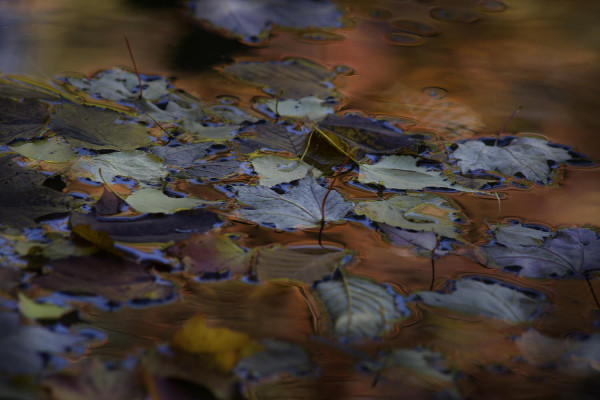 Foliage / Collection Fééries d'Automne