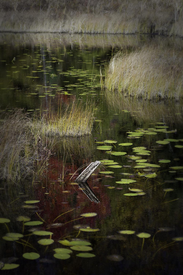 Nature Sauvage  / Collection Reflets du Marais