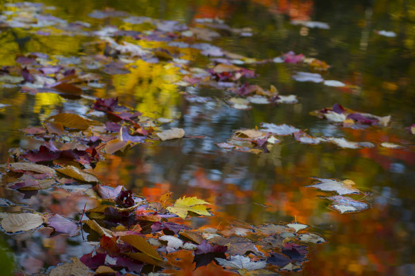 Rencontre Éphémère / Collection Fééries d'Automne