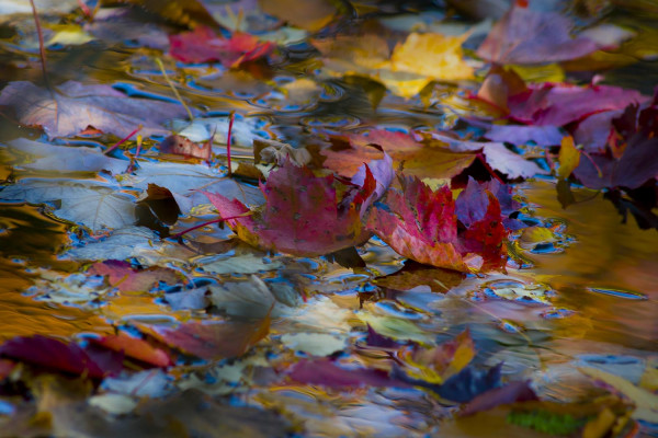 Milles Feuilles / Collection Fééries d'Automne