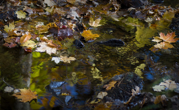 Sur le fil du Ruisseaux / Collection Sous le Bois