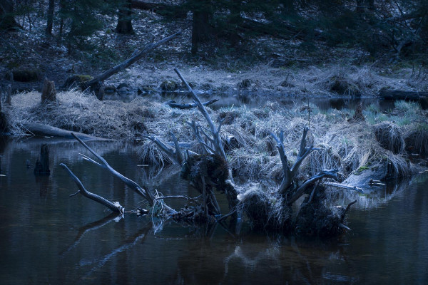 La Souche / Collection Forêt Profonde