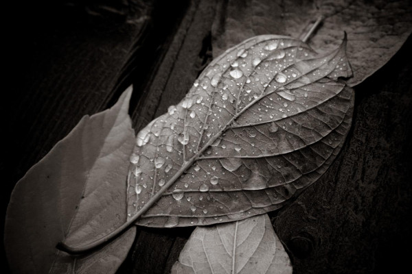 Feuilles et gouttes d'eau sépia