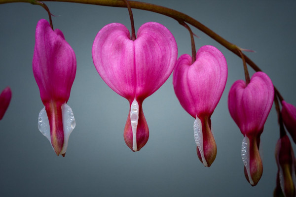 Dicentra I