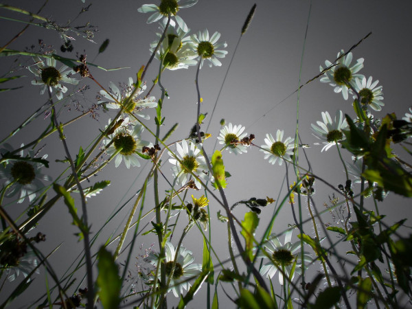 Contre-plongée florale sur ciel gris