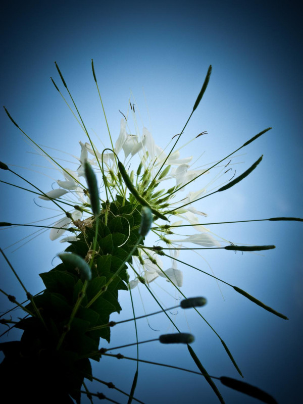 Contre-plongée florale