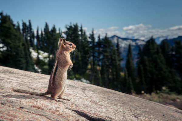 Tamia sur la montagne