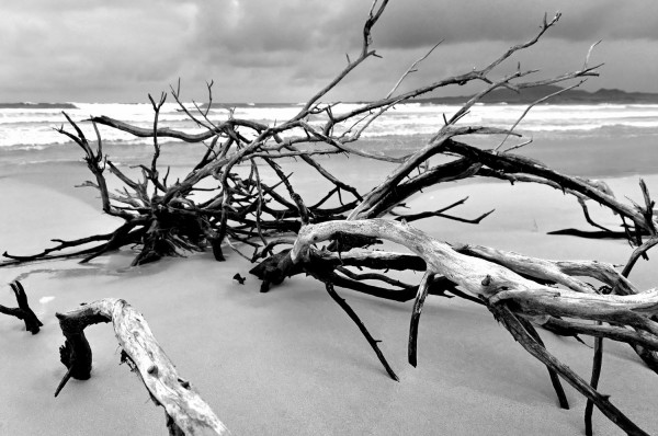 Creatura da Spiaggia 2