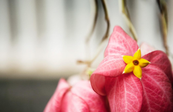 Rose et jaune