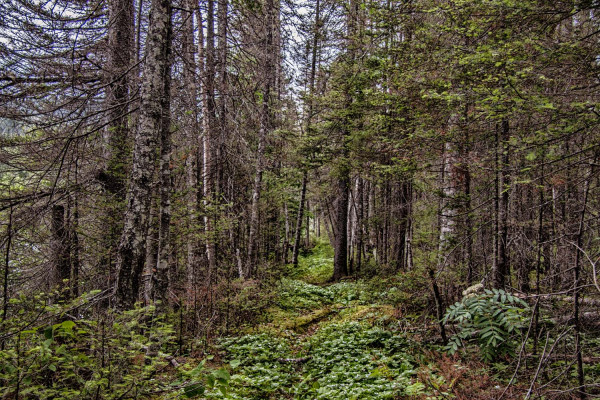 Le long de la rivière Nipissis 7