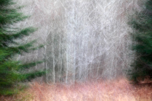Projet forêt 4927