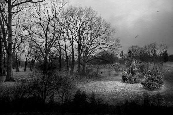 Les contes sont toujours dans la forêt