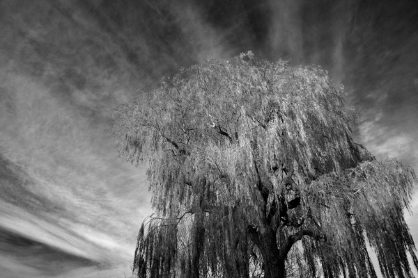 Arbre de Purmerend