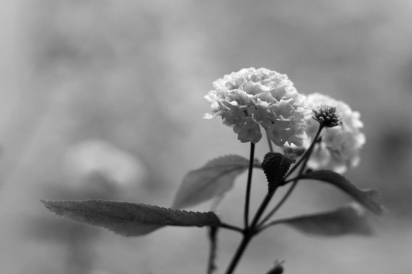 Fleurs à Besançon I