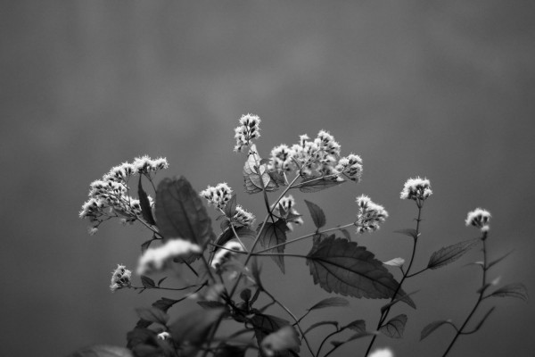 Fleurs à Besançon II