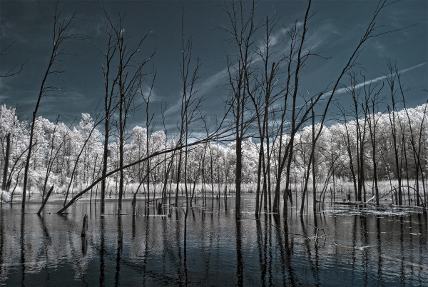 Marais de l’île Bizard