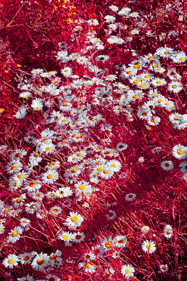 Douces marguerites d'été