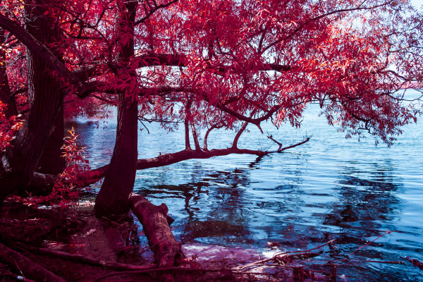 Baie de Quenneville, arrondissement LaSalle