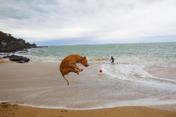 La balle et le chien