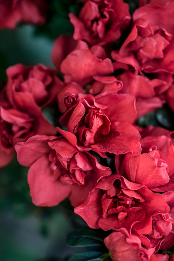 Fleur et plante 1