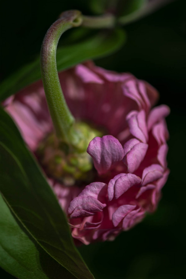 Fleur et plante 2