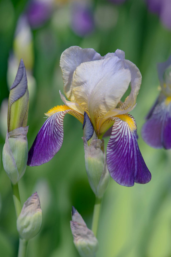 Fleur et plante 4