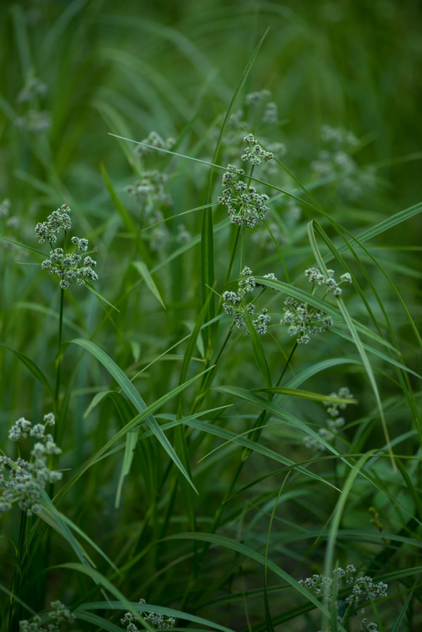 Fleur et plante 6