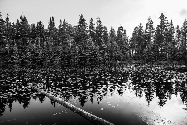 Leaves, Log and the Pond