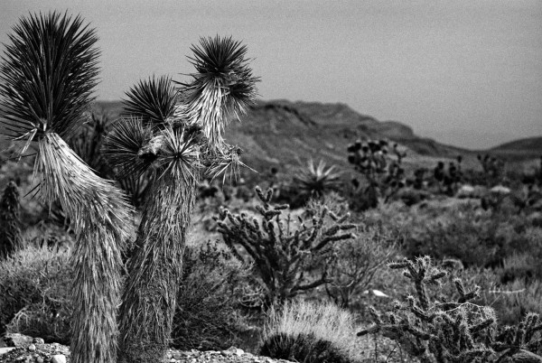 Joshua Tree