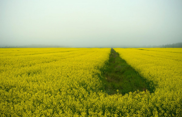 Voyage vers la brume