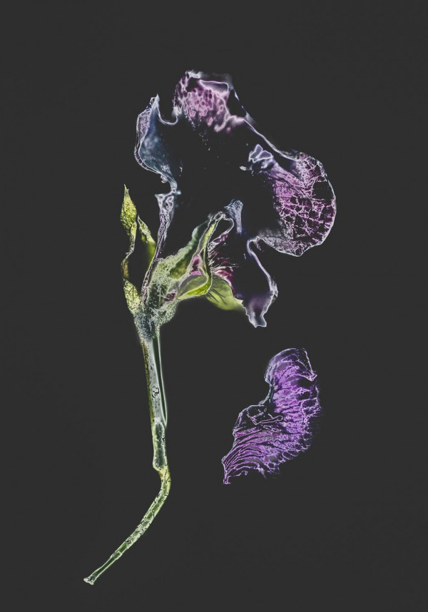 La mort d'une fleur 4