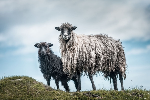 Faroe-Sheep