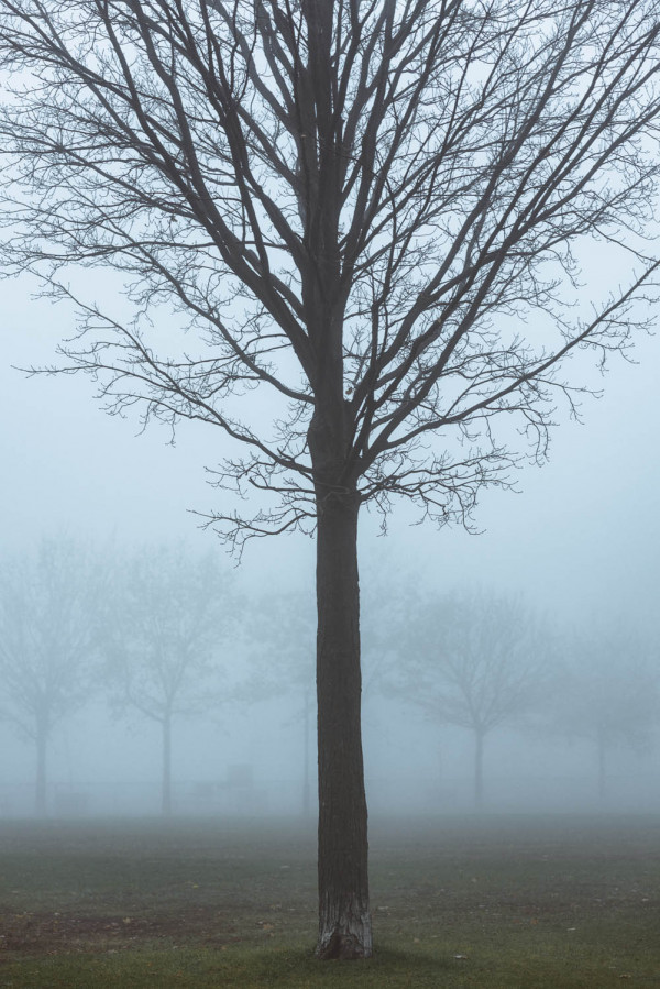 Jour de brume