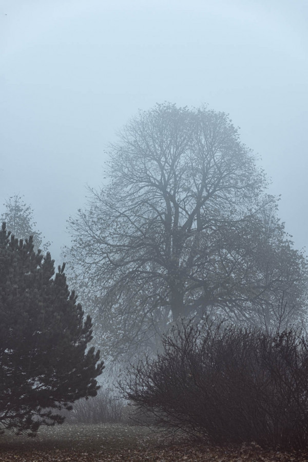 Jour de brume